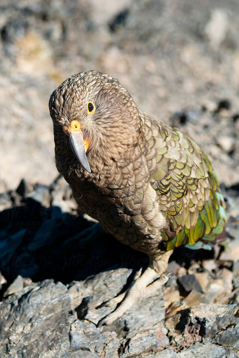 Endangered Mountain Parrot, the Kea.