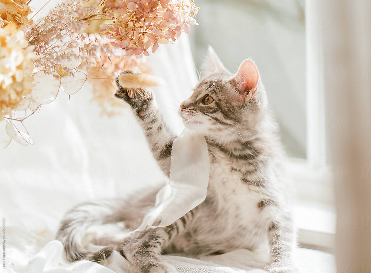 adorable tabby kittens play on sunny windowsill with bouquet of flowers and linen curtains