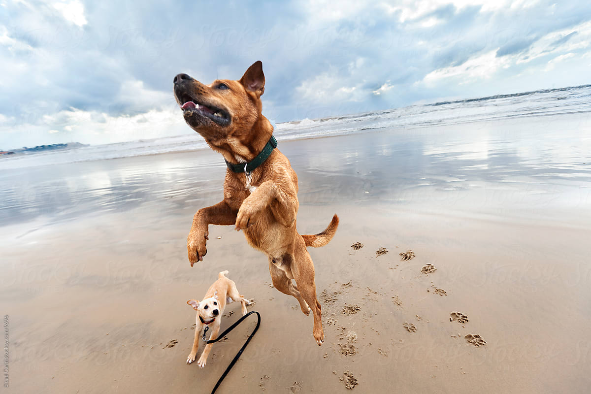 My dog can jump. Собака прыгает. Собака в движении. Пес в прыжке. Щенок в прыжке.