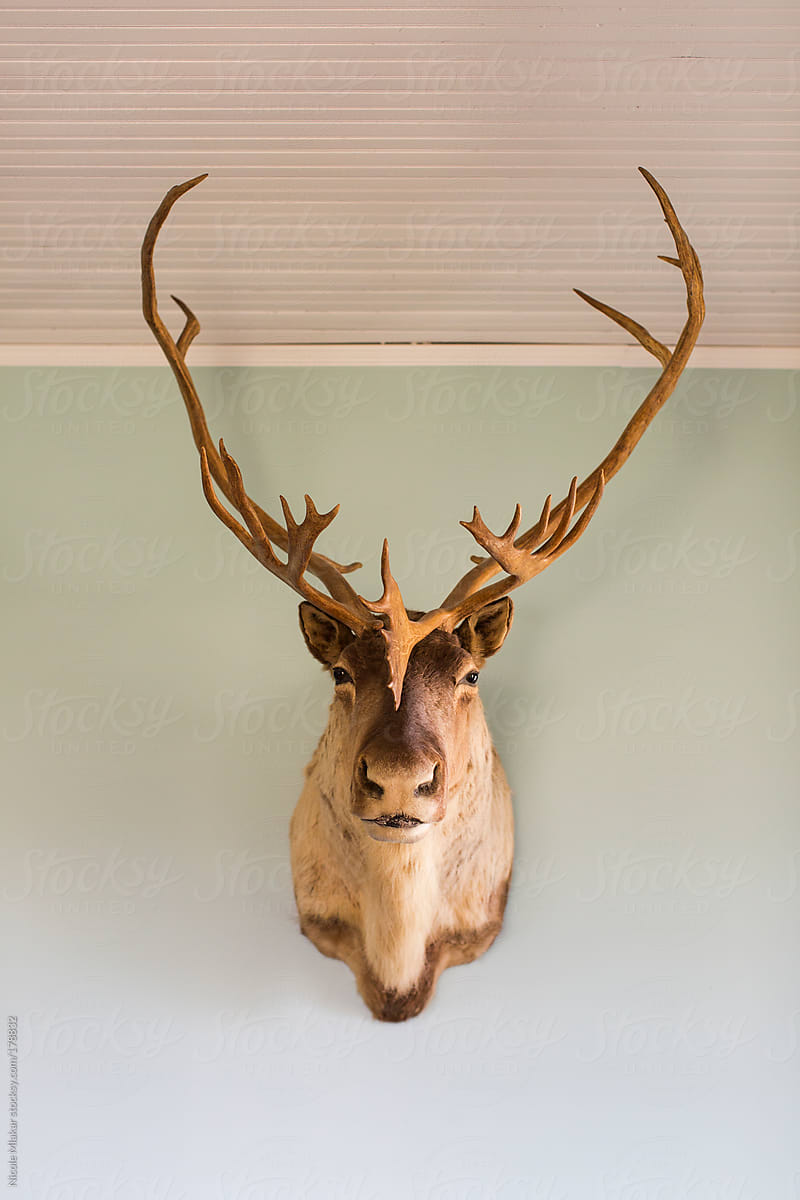 Deer head mounted on a wall