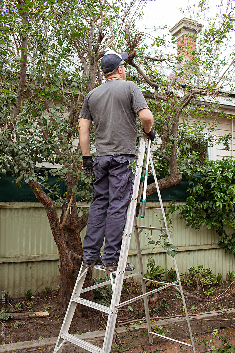 Middle age man on a ladder in the garden doing work