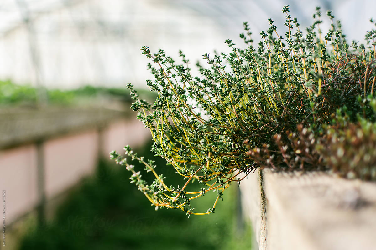 Thyme Plant Growing in a Greenhouse