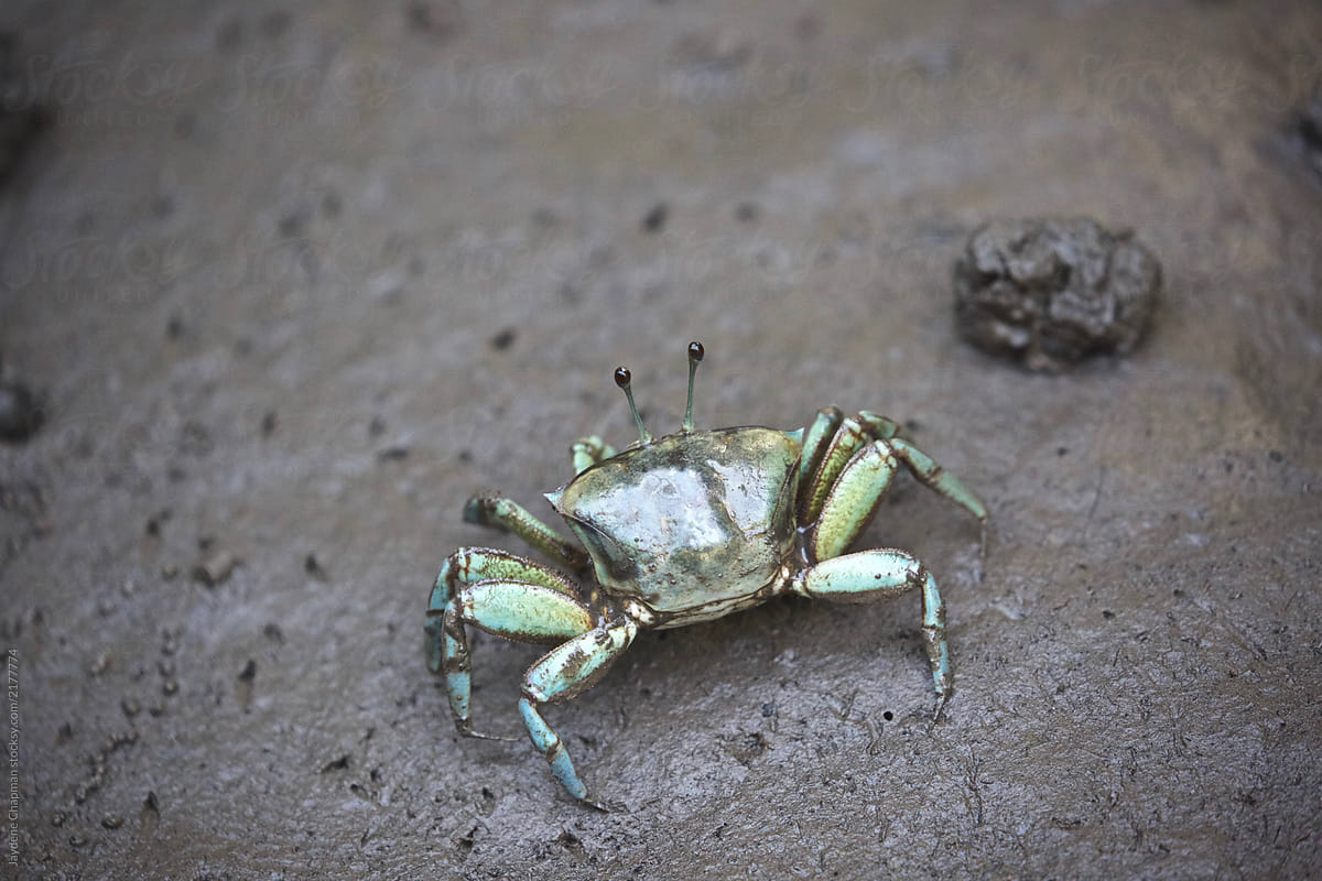 Crabs in the Mangroves