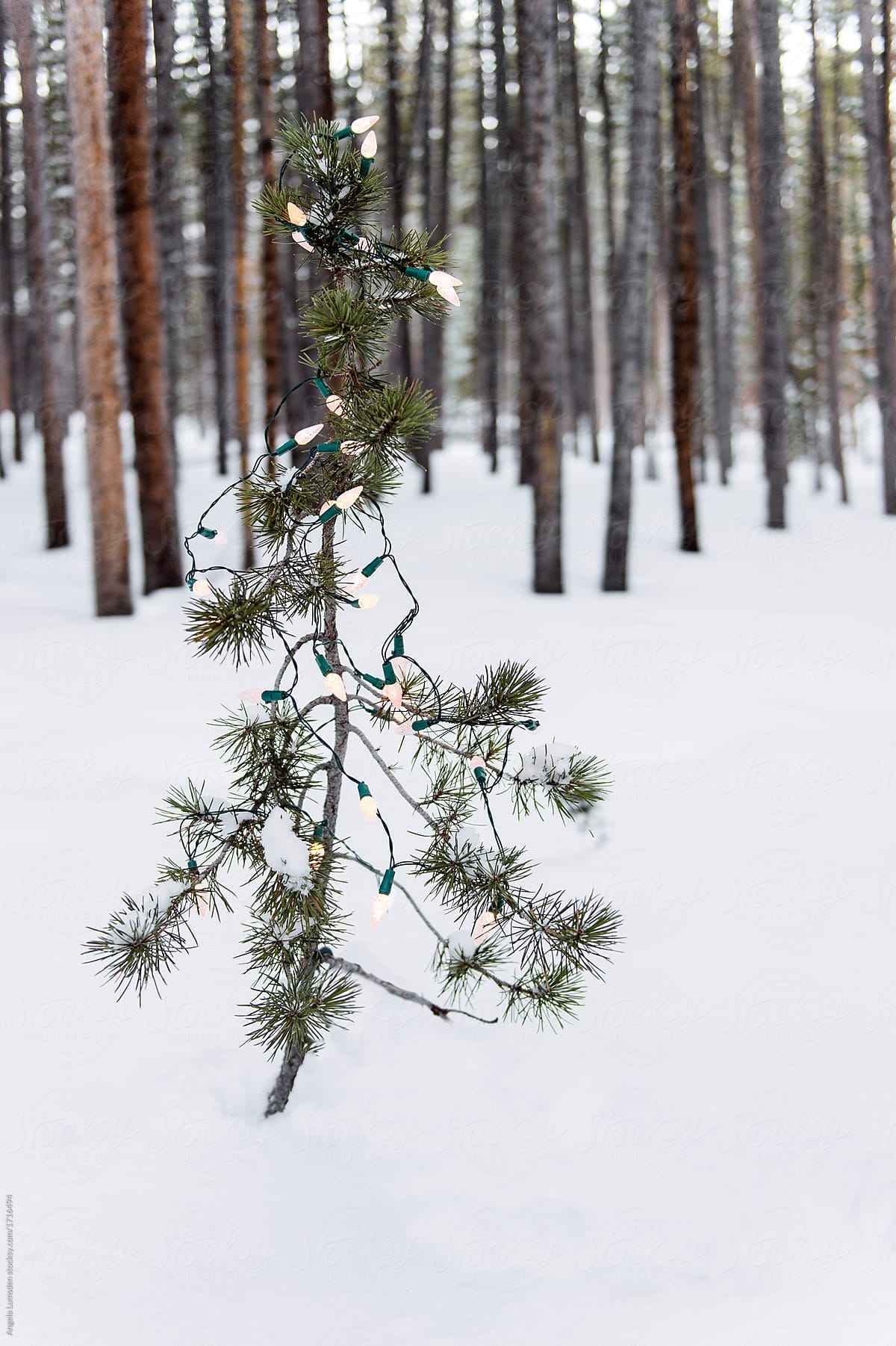 A baby pine with lights in deep snow