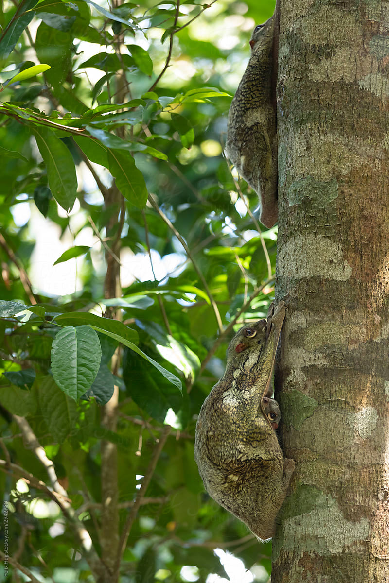 two Flying Lemur in Langkawi on a tree resting