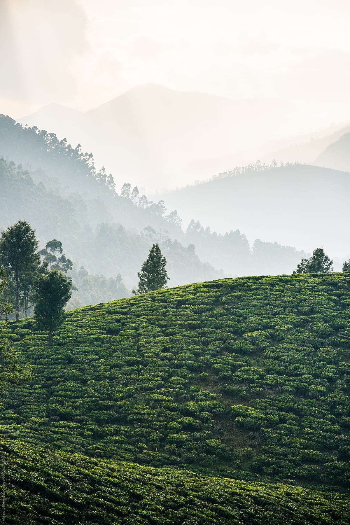 Tea garden green hills in Munnar, Kerala, India