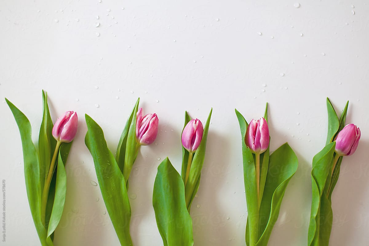 Fresh cut pink tulips lined up on the white background