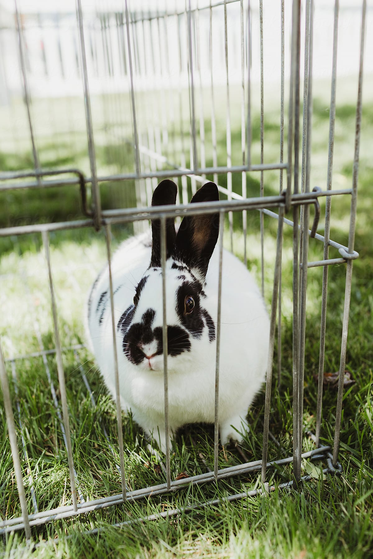 Caged Black and White Pet Rabbit in Yard