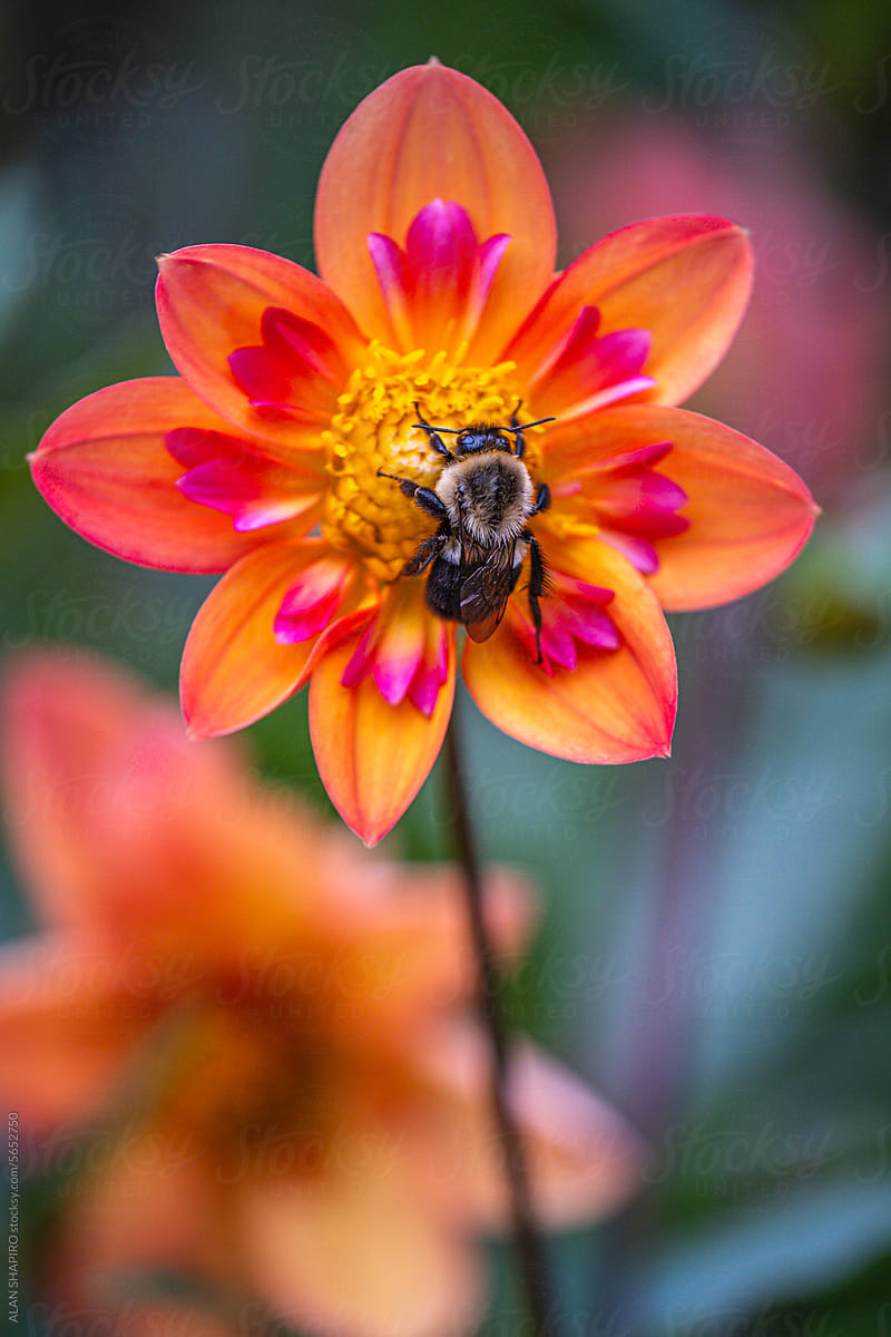 honeybee on a multicolored orange, yellow and pink dahlia