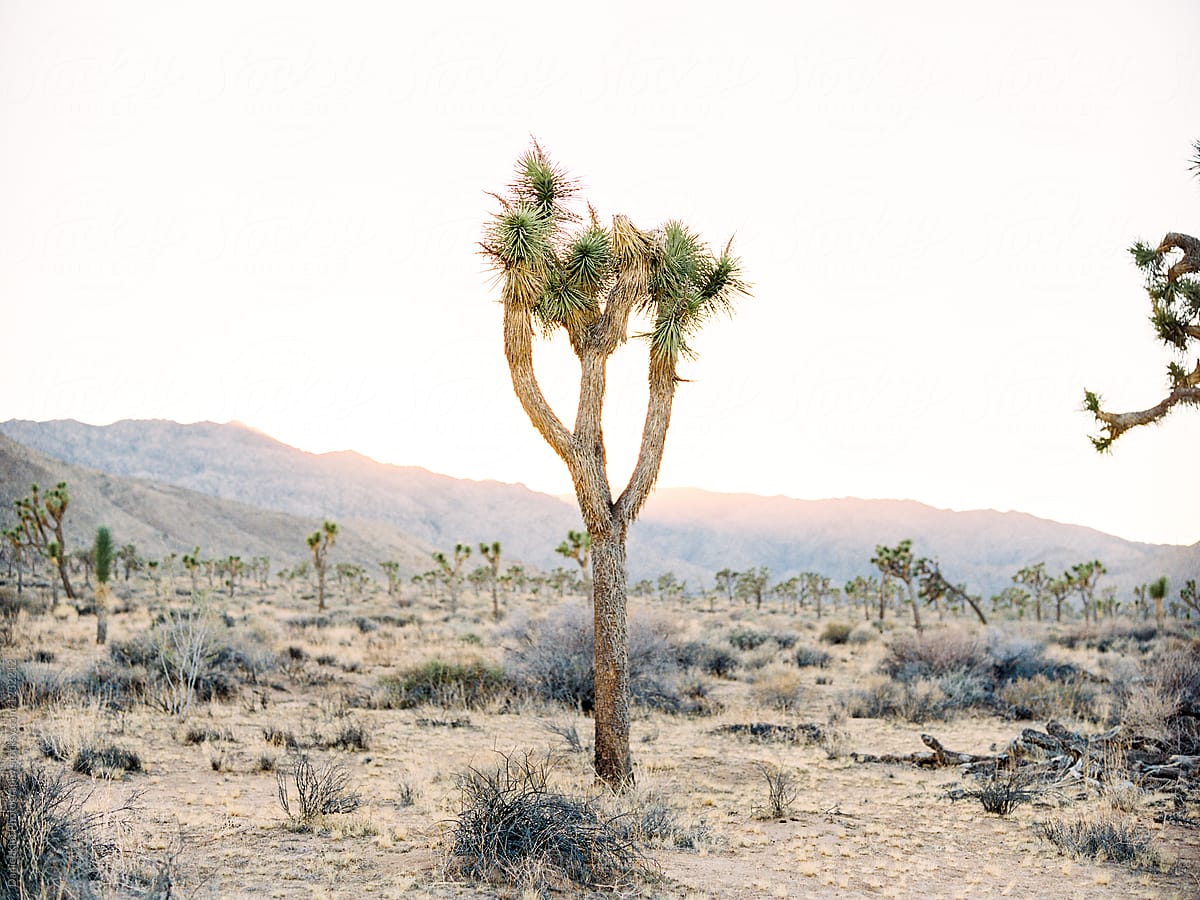 Landscape of Yucca\'s in Joshua Tree National Park