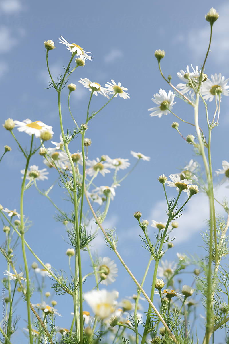 White Wild Daisies Reaching Towards a Clear Blue Sky on a Sunny Day