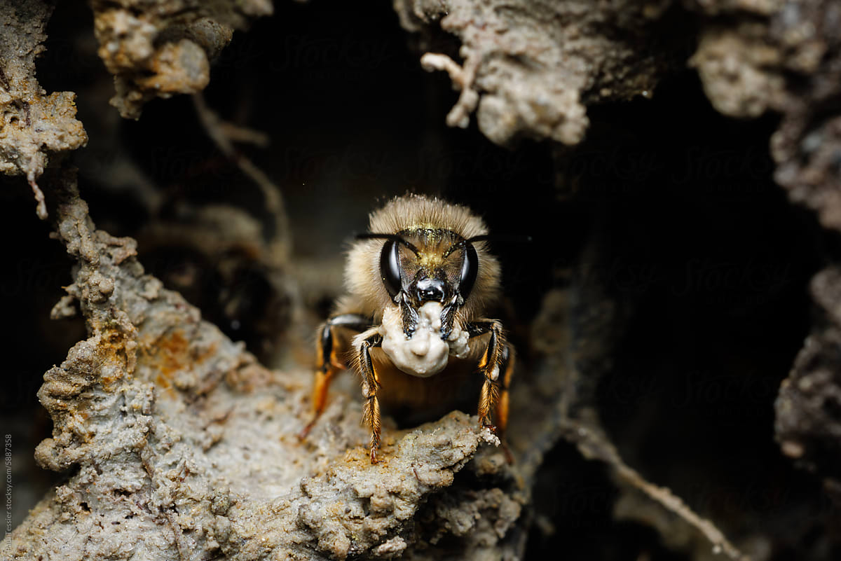 Miner Bee