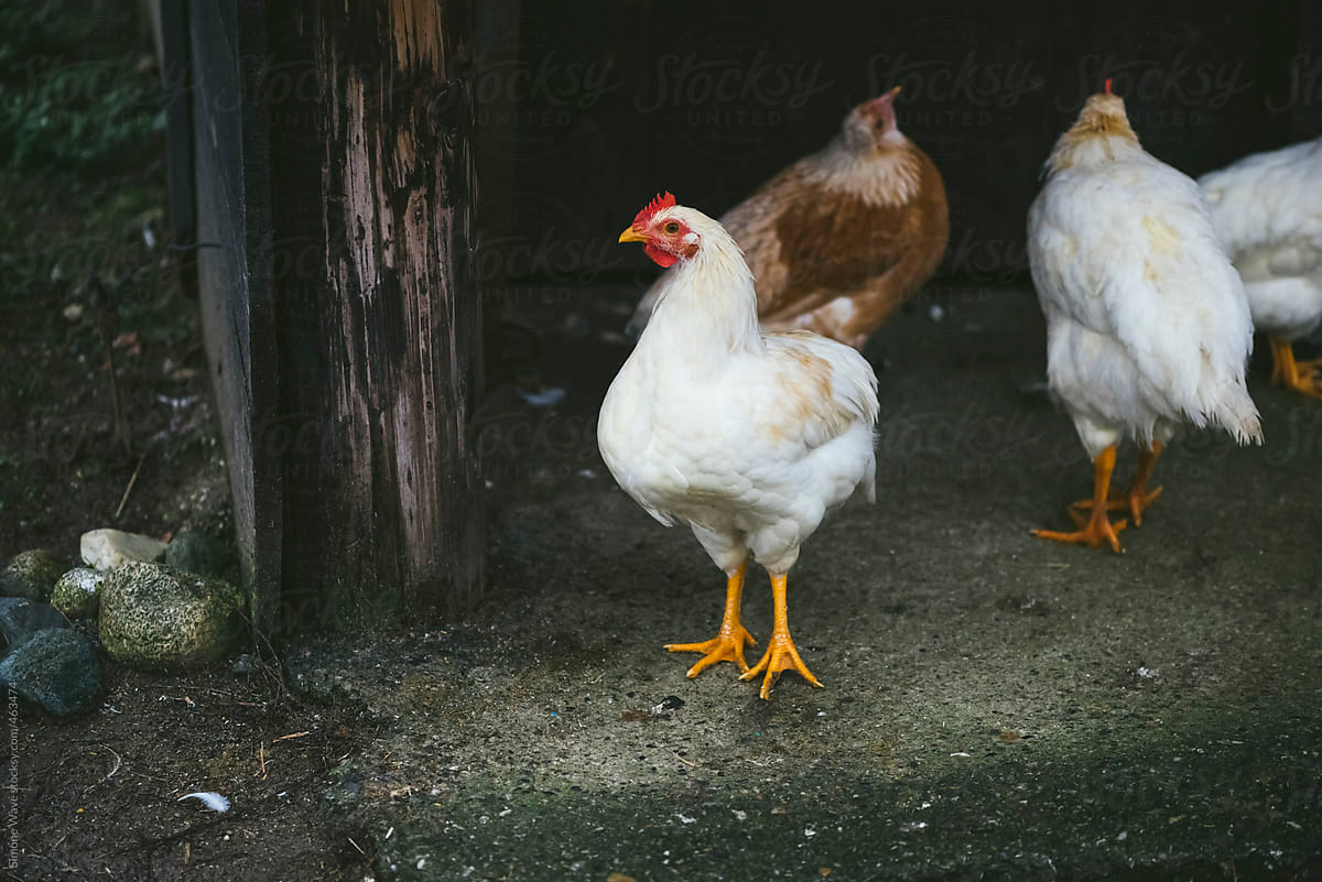Poultry in hen house