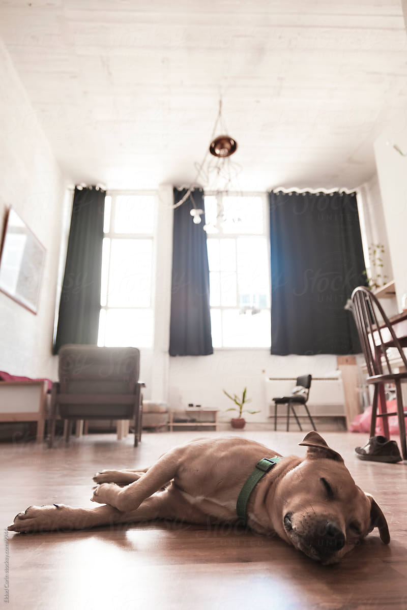 Dog Resting in Open Space Loft Apartment