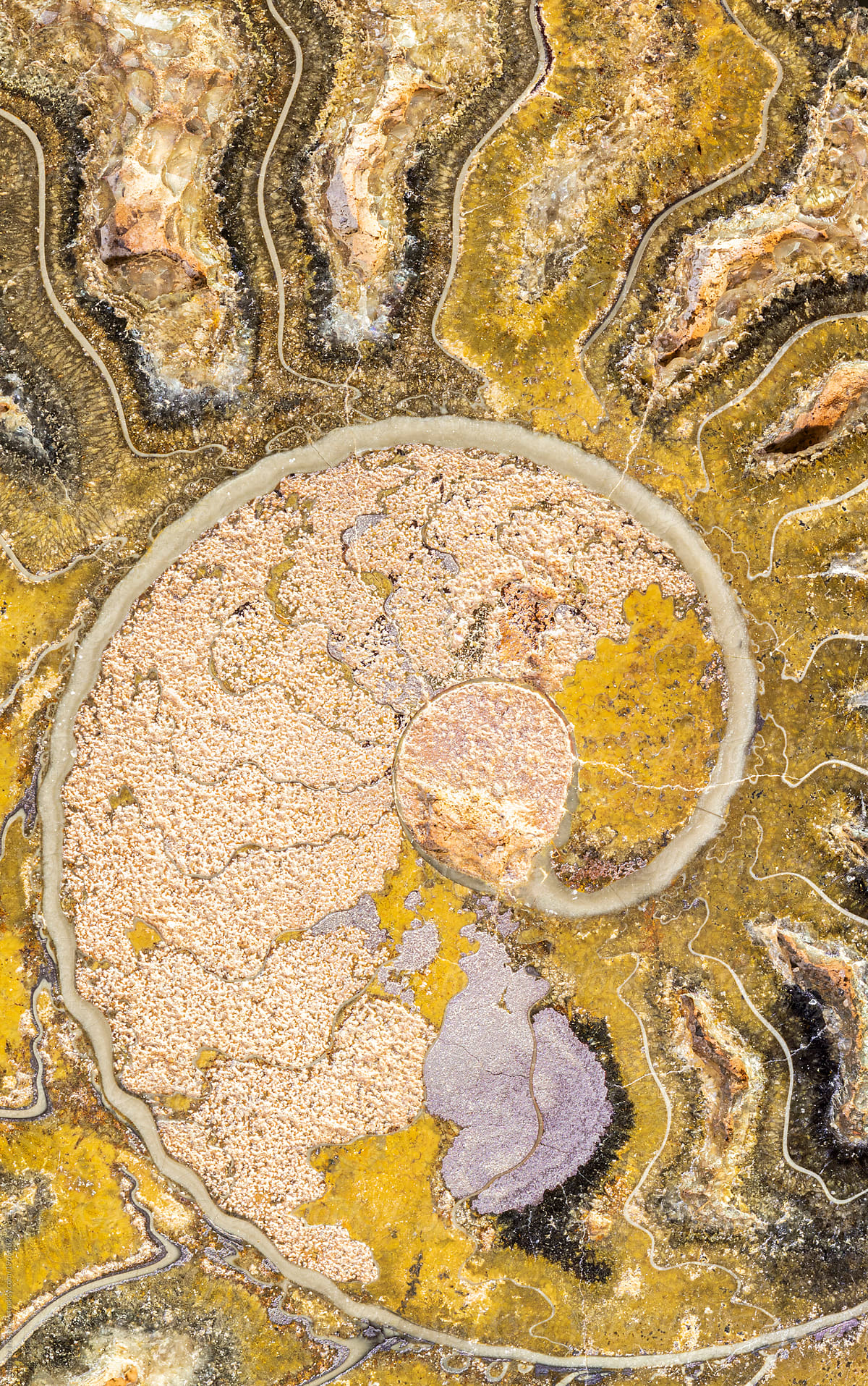 Fossil Ammonite Shell