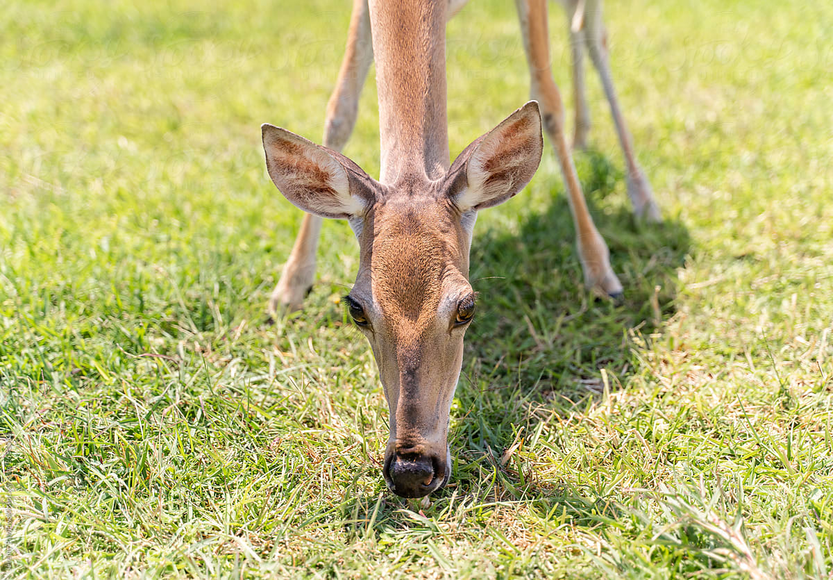 Deer Doe In Homes Backyard