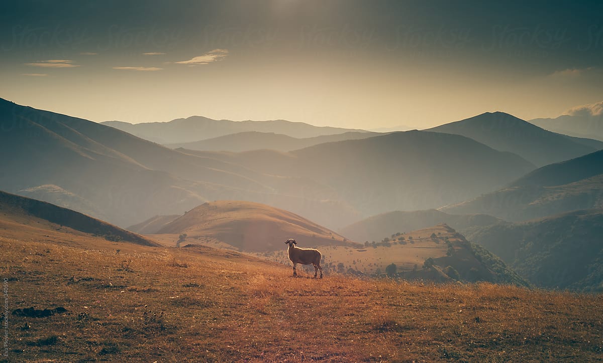 Lonely sheep in an isolated mountain.