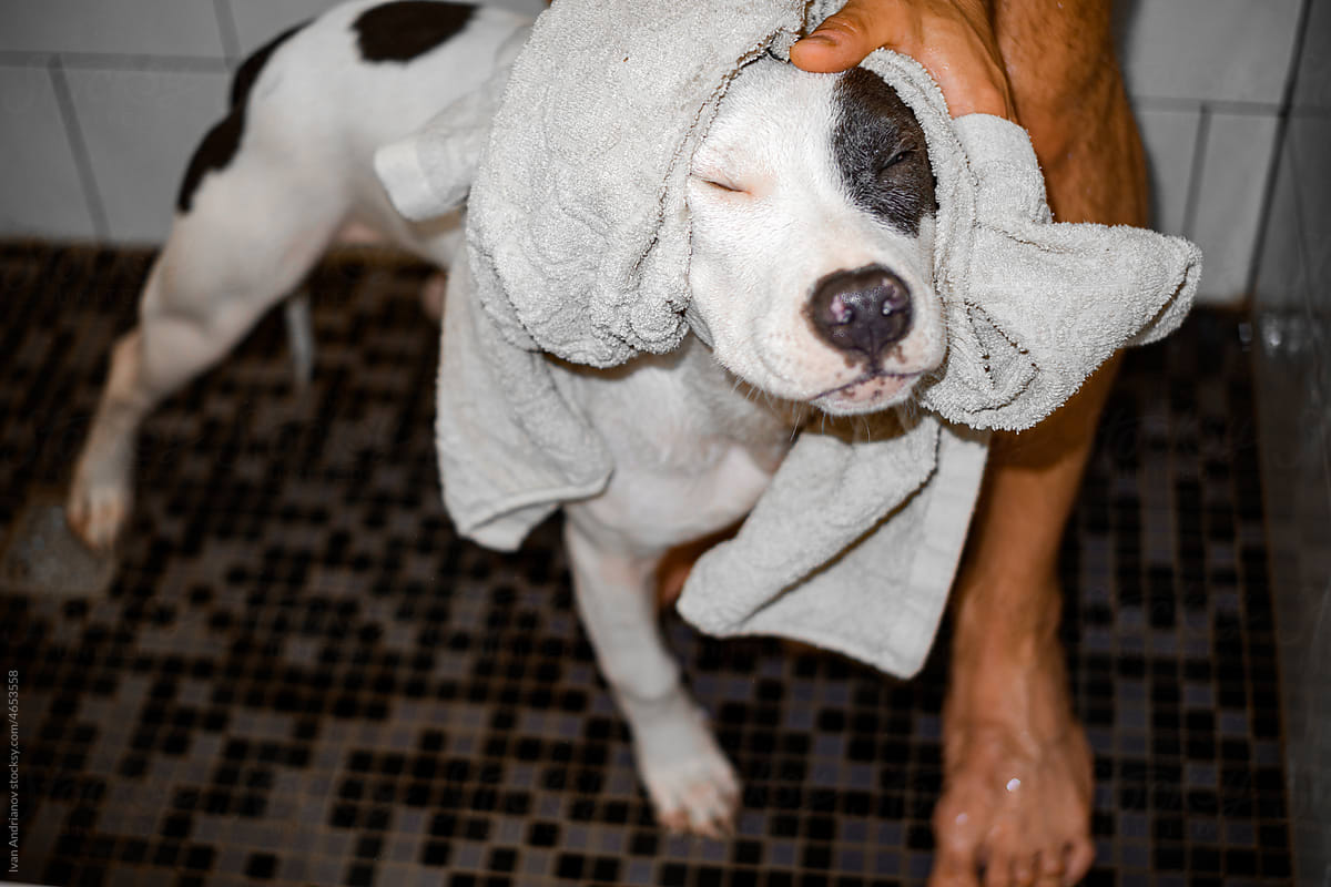 Cute Joyful Dog After Shower