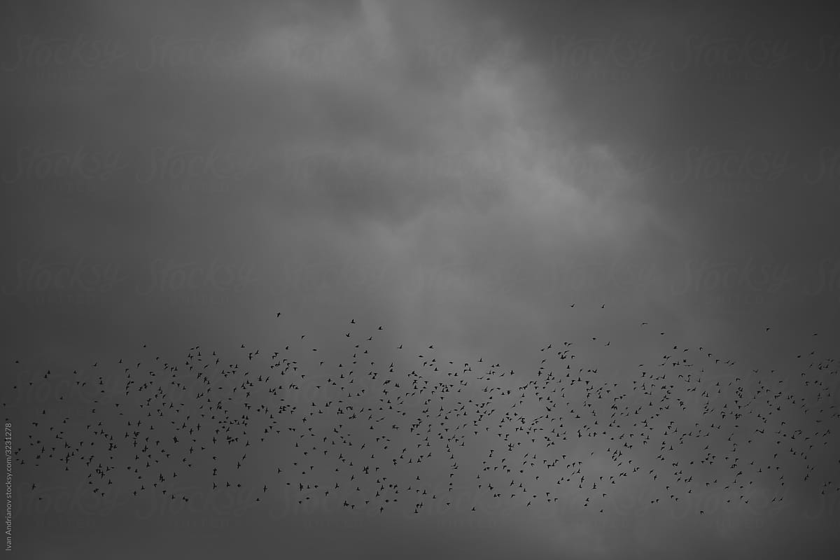 Migration Flock Birds