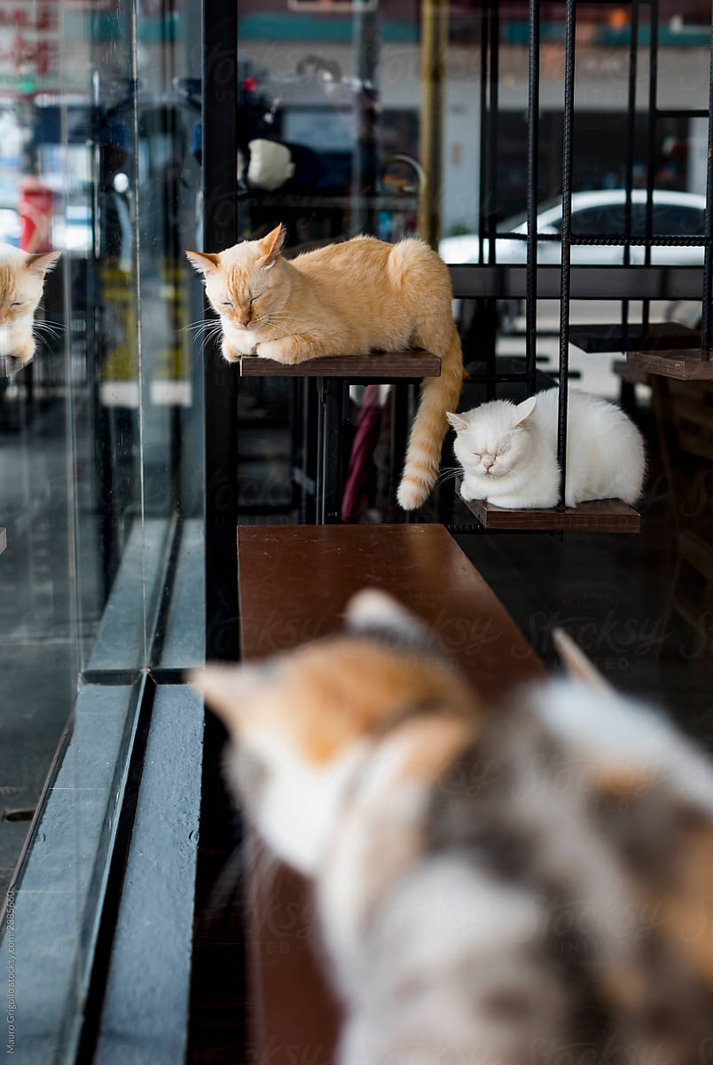 Cats inside a cat bar