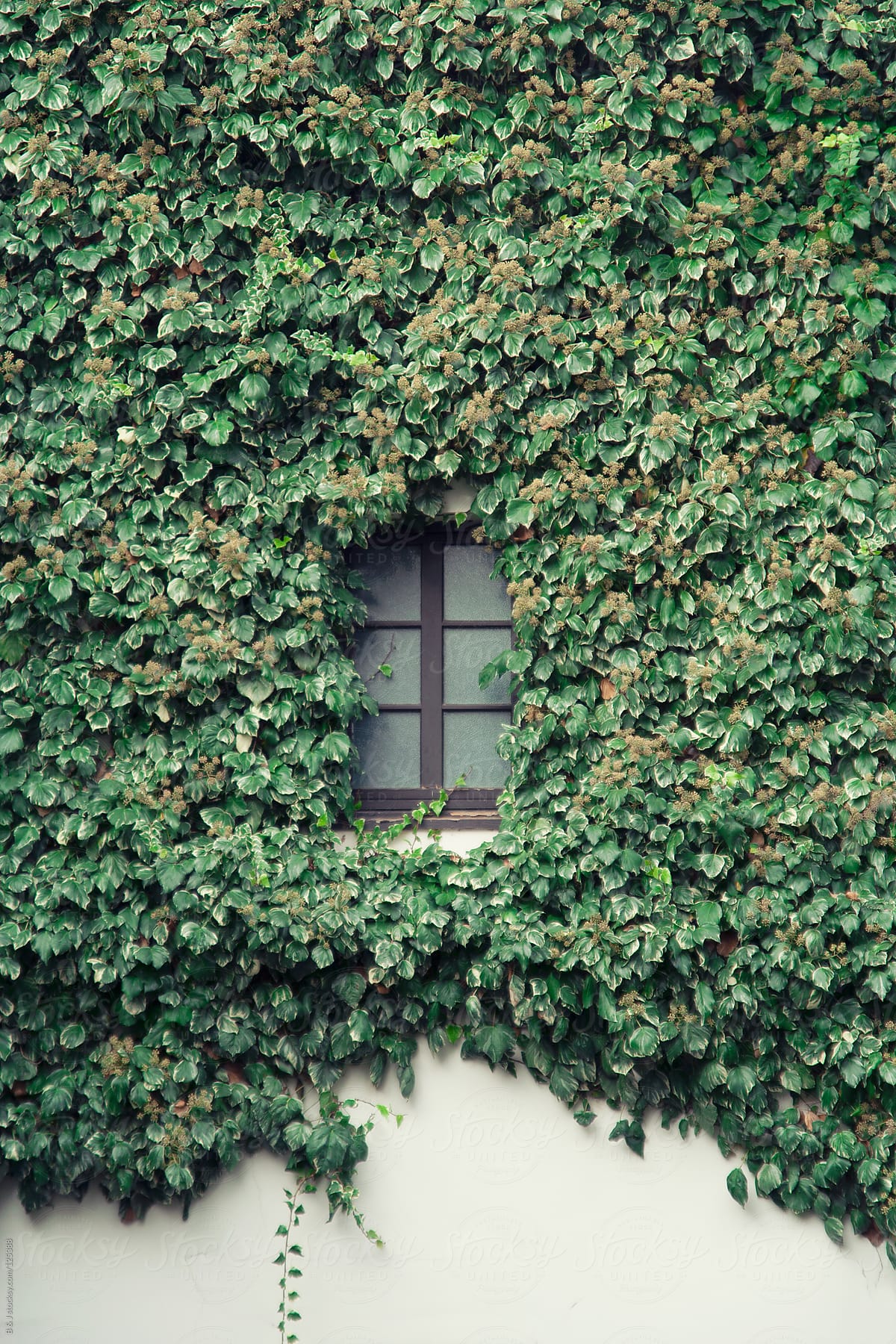 secret window