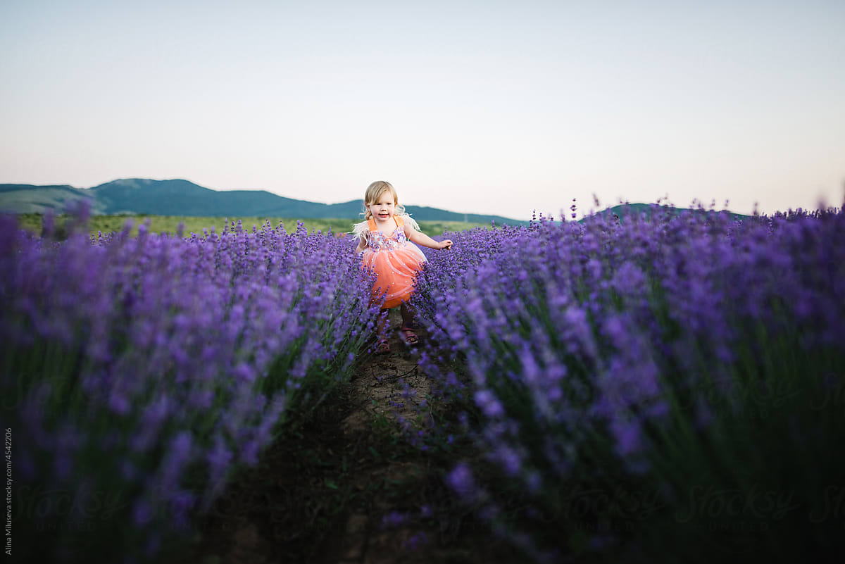 Female blonde child in blossoming purple lavender field