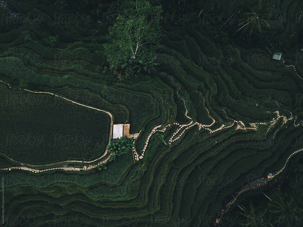 green rice fields from above