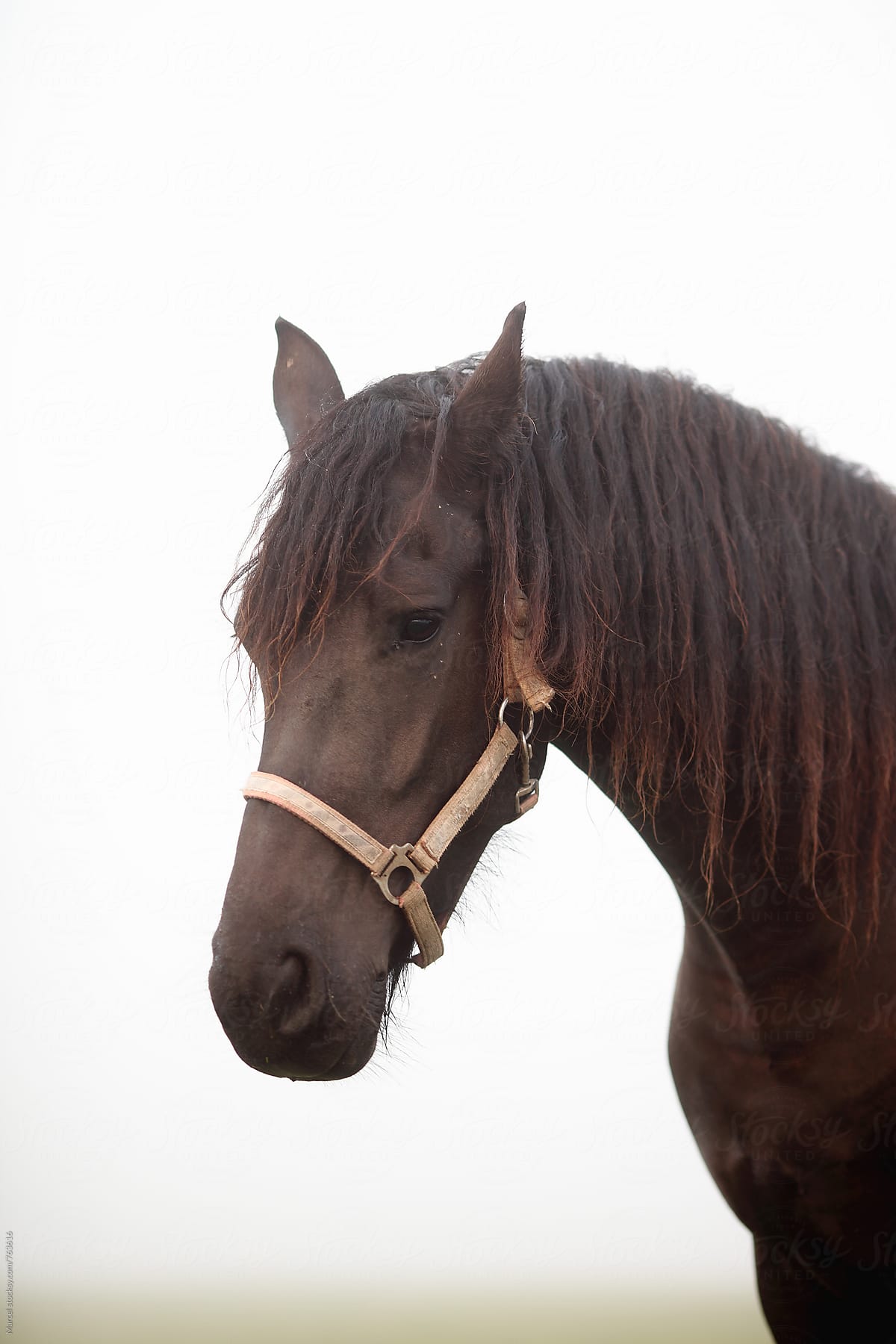 Beautiful brown horse on foggy morning