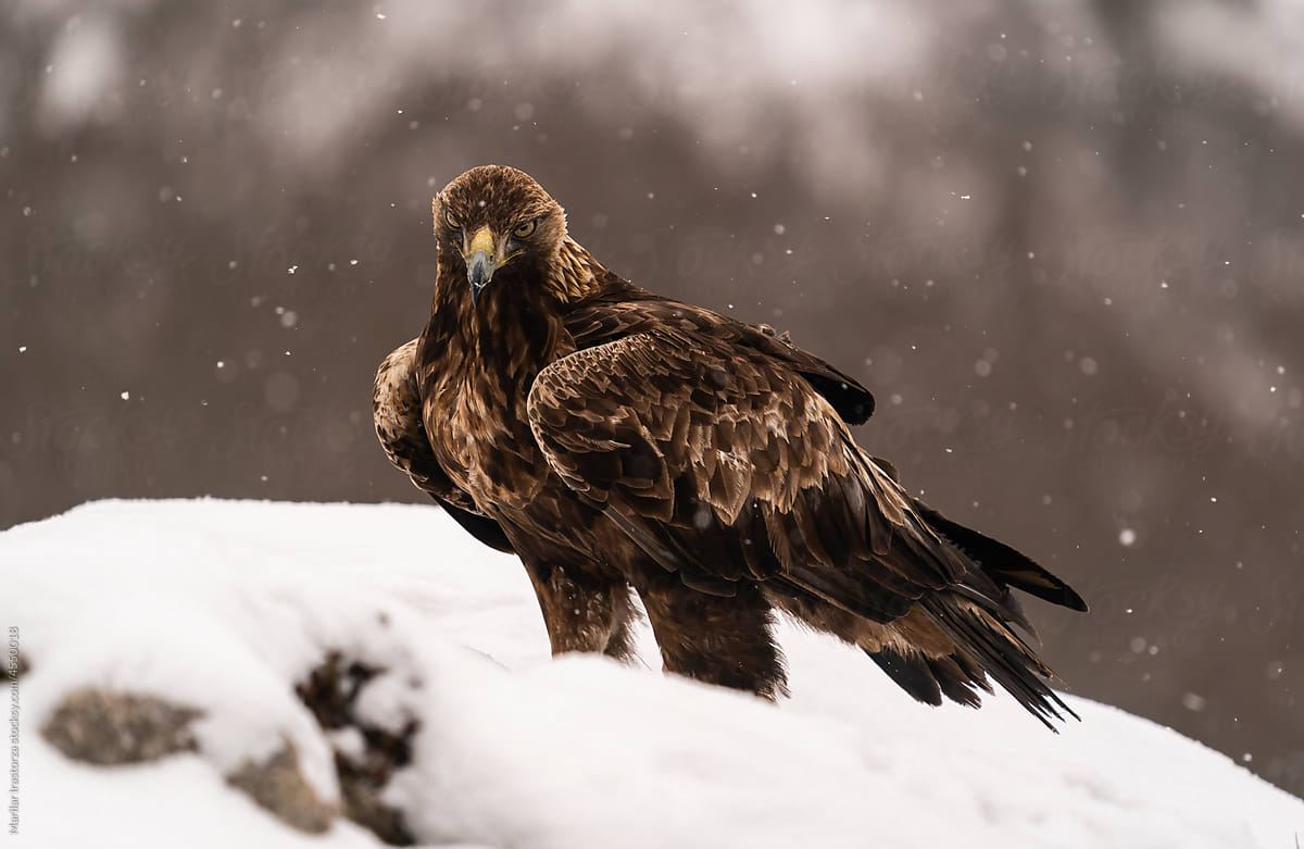 Golden Eagle Looks At the Camera In A Threatening Way