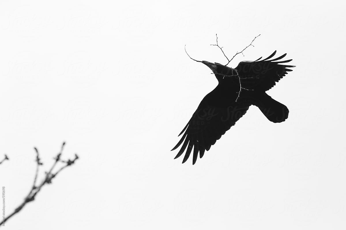 Crow flying with a twig in its beak, building a nest