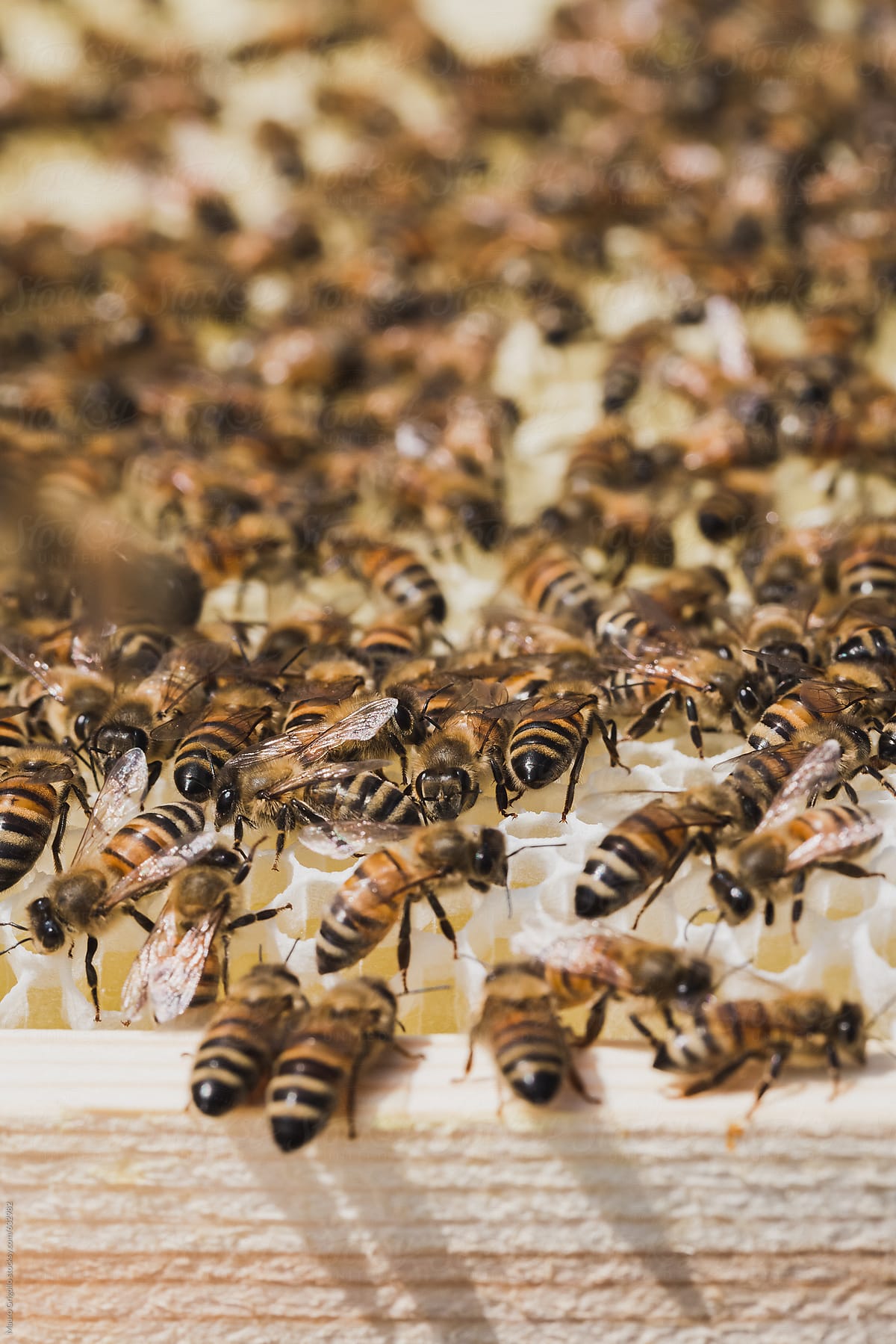 Close up on several honeybees in a beehive
