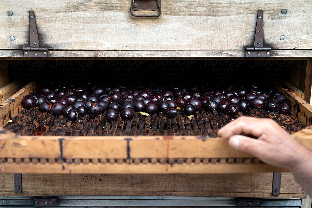 Dehydrating plums in a traditional firewood oven for preparing fruit leather (pestil).