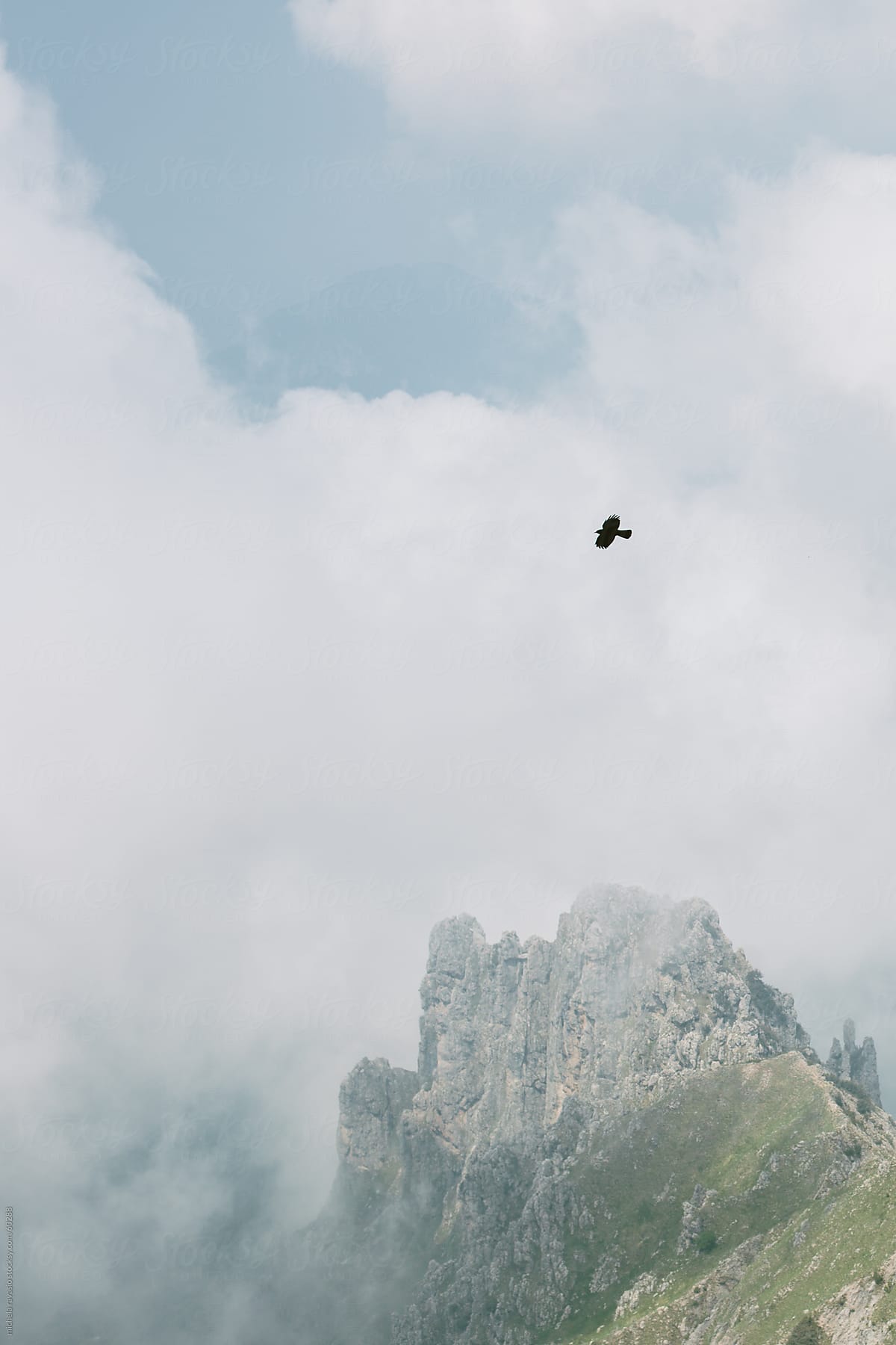A bird flying on top of the mountain