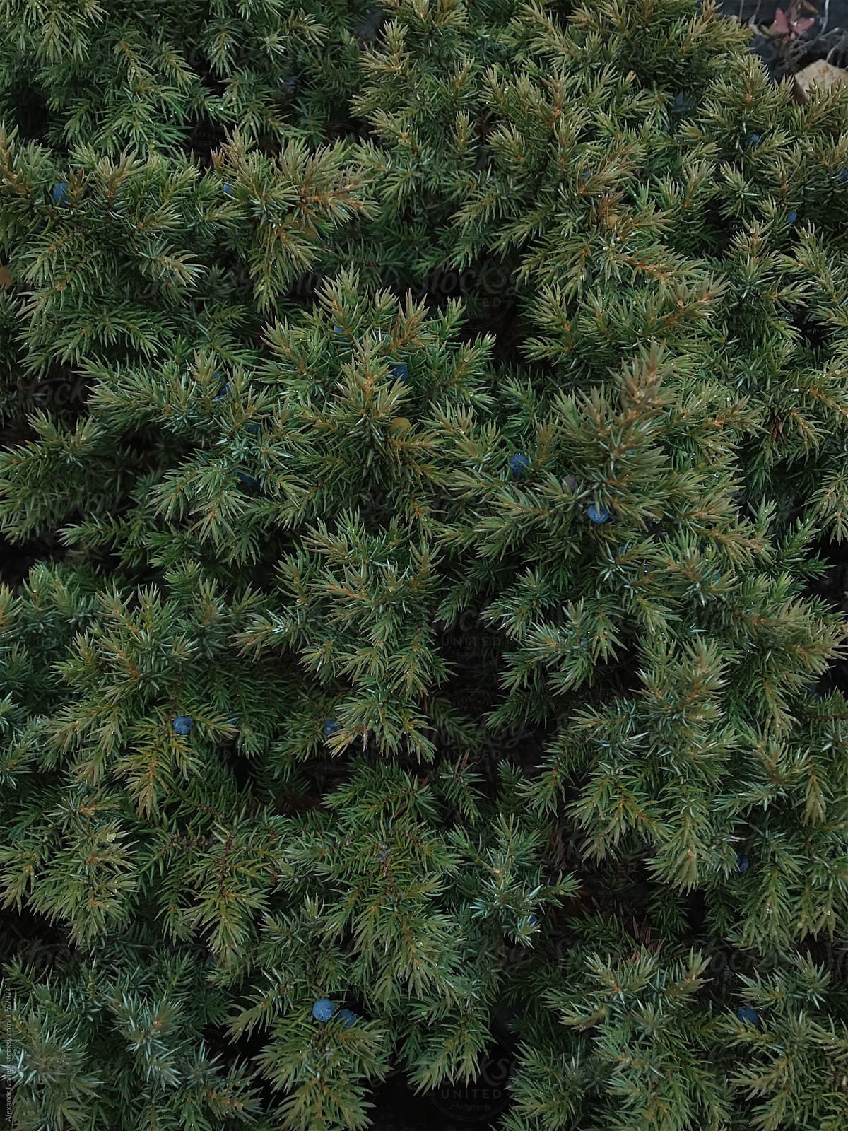 Green spruce trees with berries