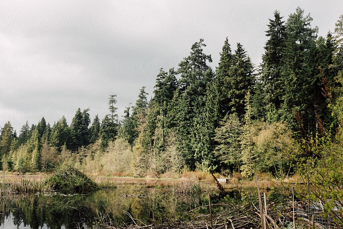 A view of Beaver Pond in Stanley Park.