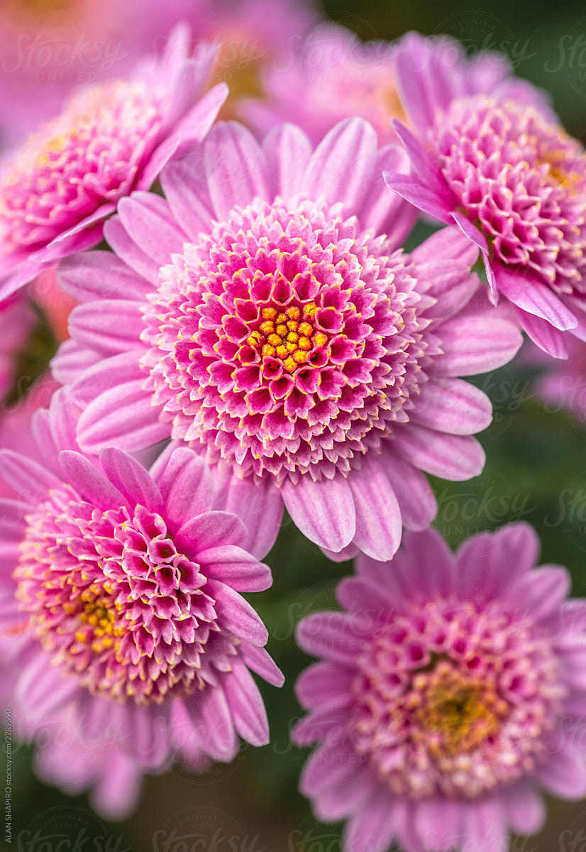 pink and yellow chrysanthemums