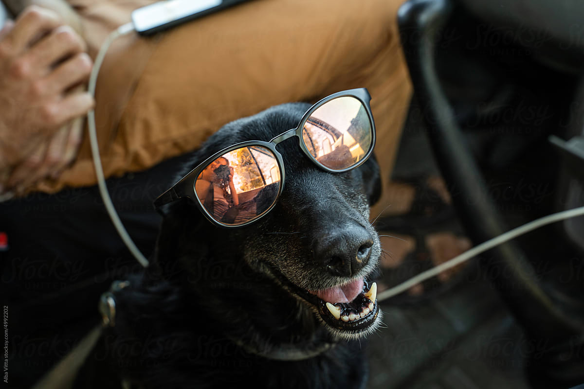 Dog with sunglasses portrait