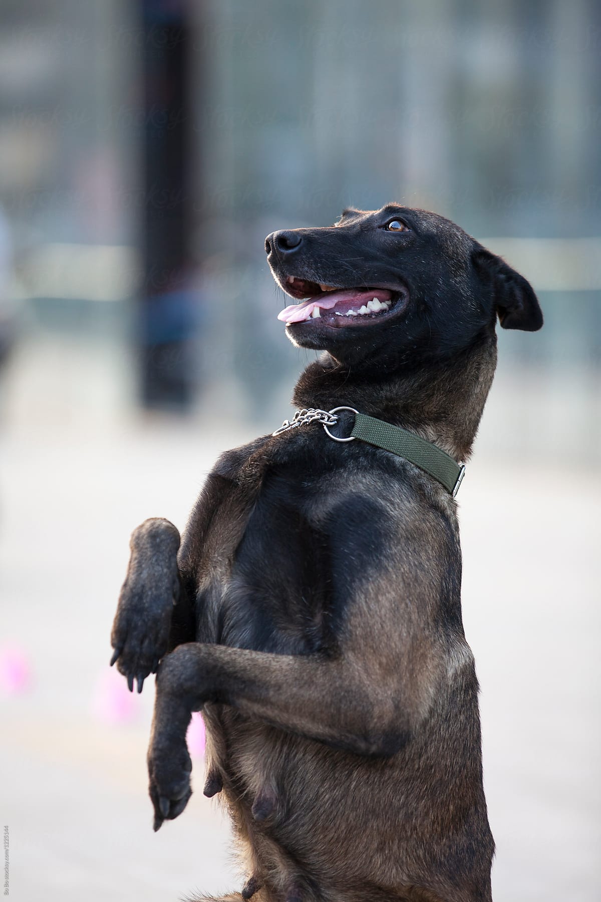 "One Black Belgian Malinois Dog Follow Order" by Stocksy Contributor