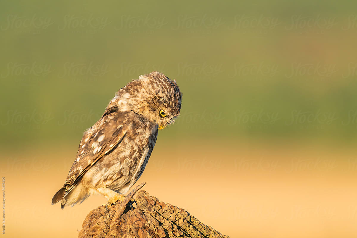 Little Owl Looking Down In Search Of An Insect To Eat