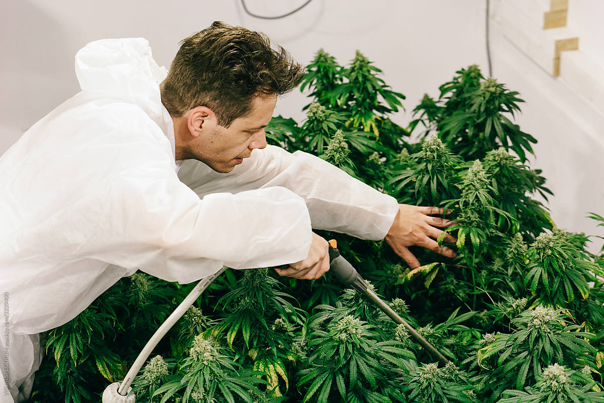Caucasian Man Watering Flowering Indoor Cannabis Plants