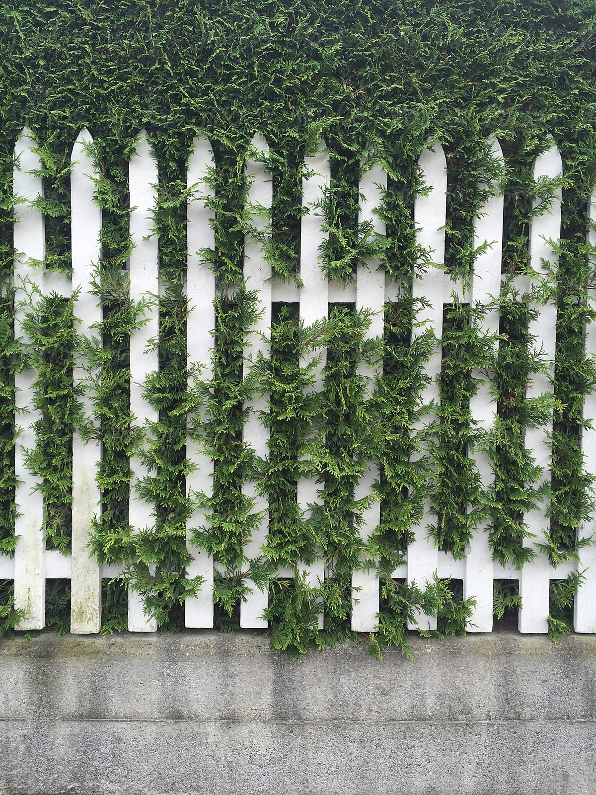 White picket fence with overgrown hedge behind