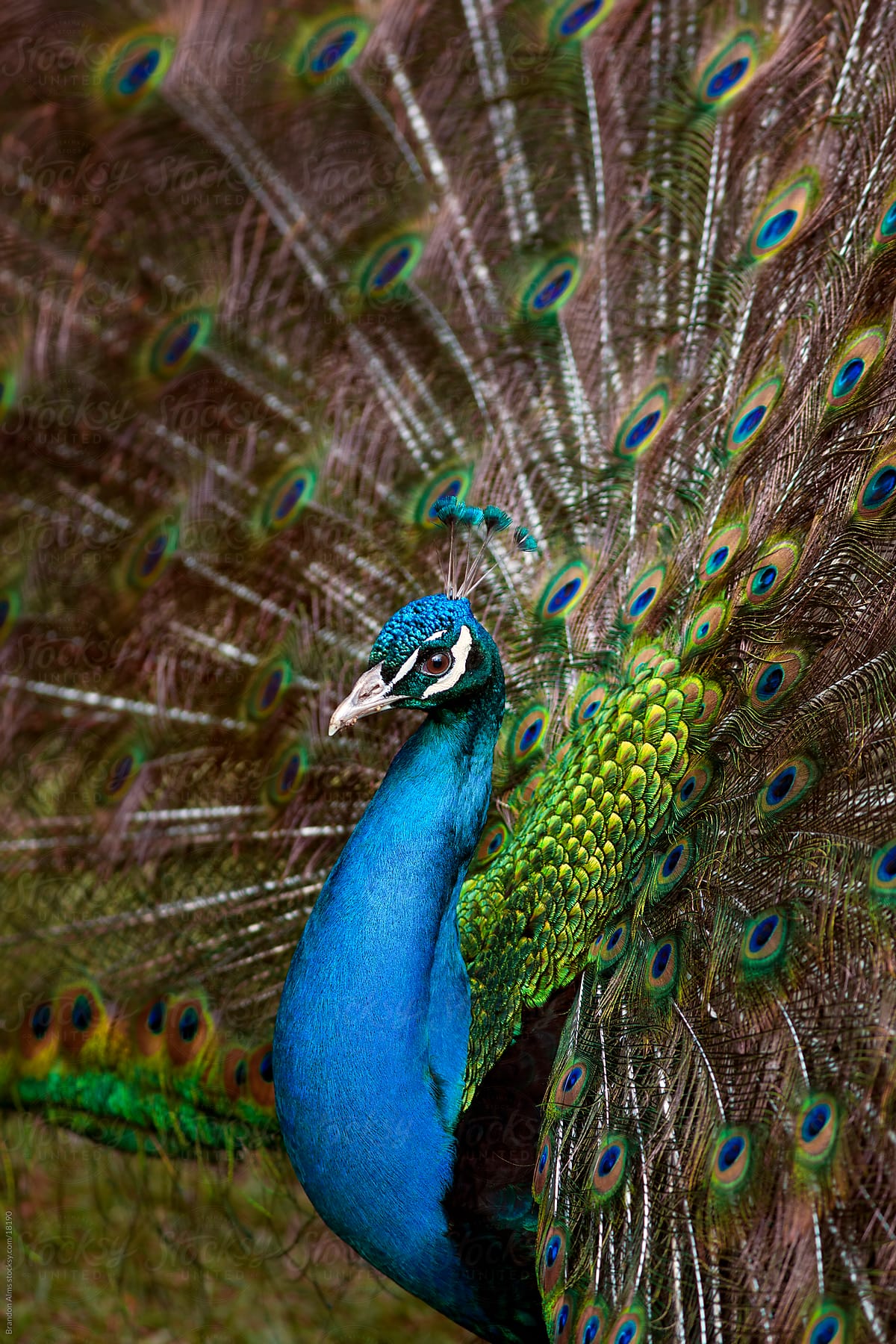 Peacock Closeup Fanning Feathers