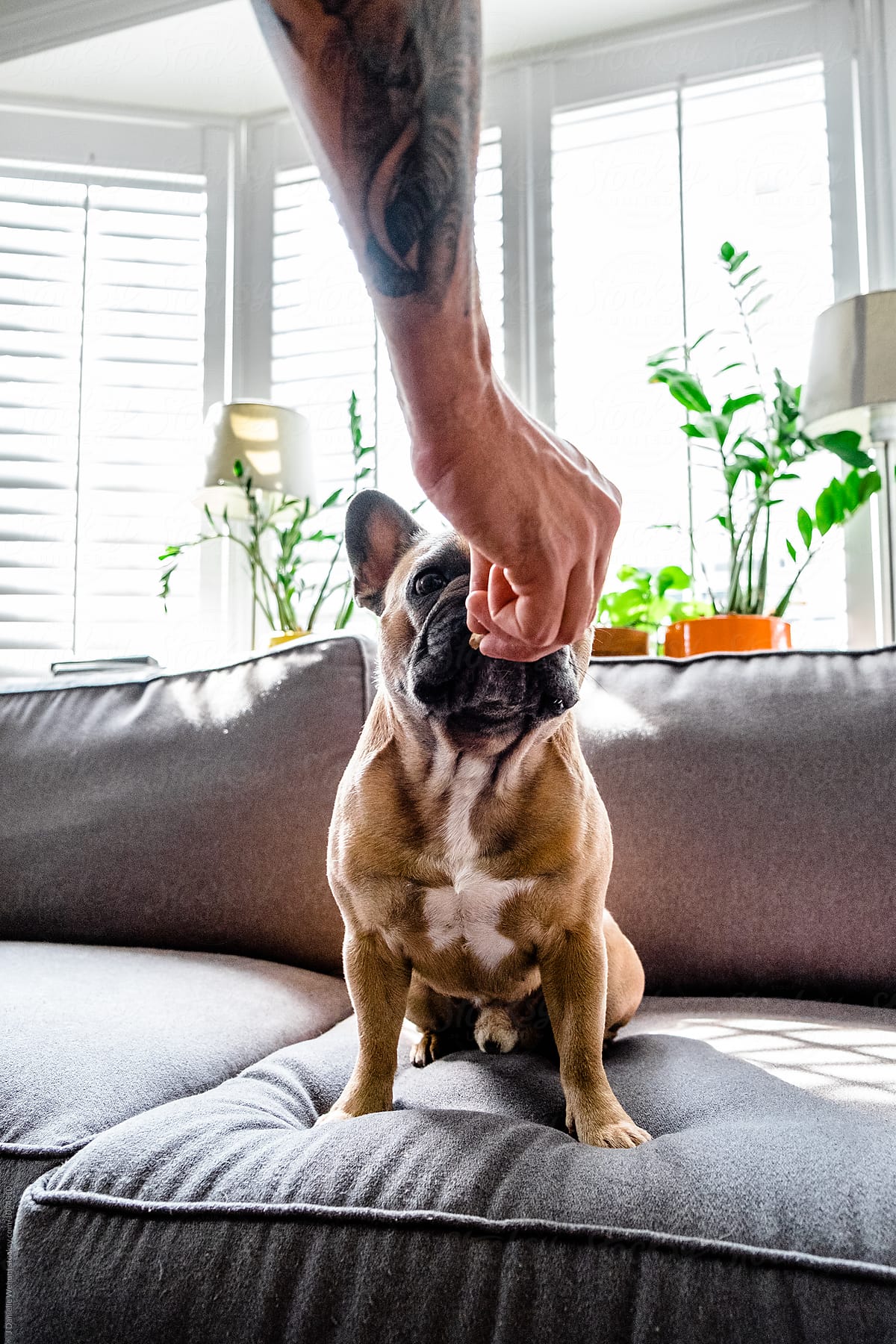 Brown French Bulldog taking a treat from owners hand