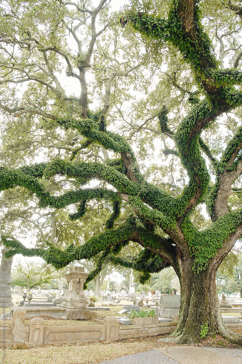 Live Oak Tree in Old Southern Cemetery