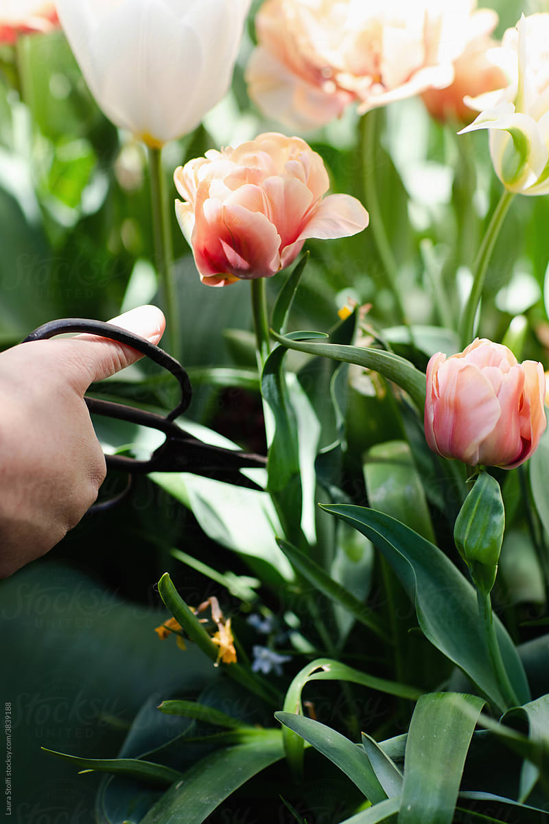 Hand holding garden scissors close to tulip