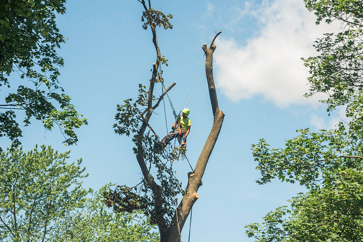Tree service worker suspended in a tree with safety ropes