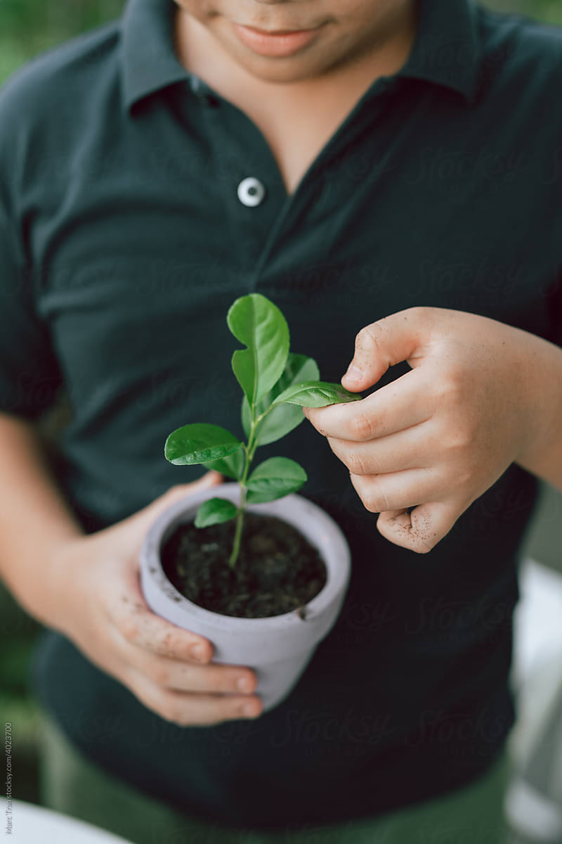 Child boy hands holding a pot of little green plant