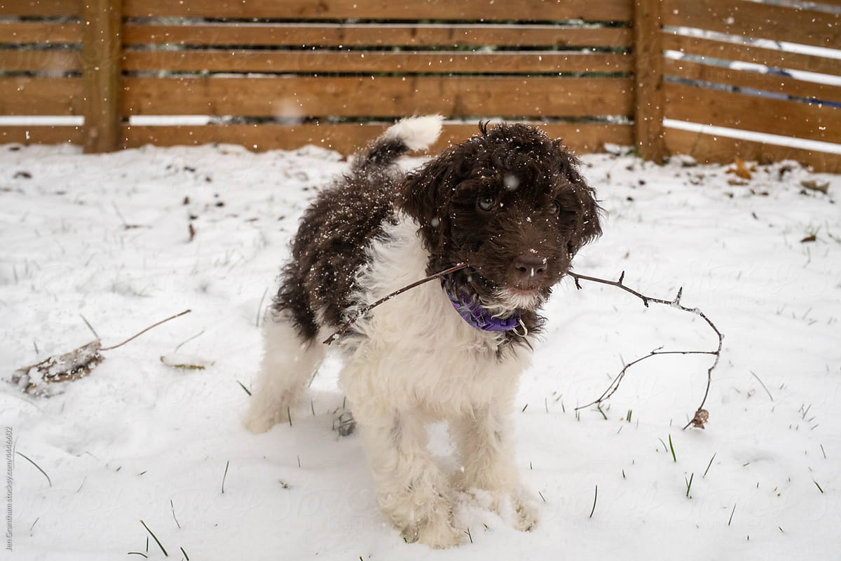 Goldendoodle puppy in snow
