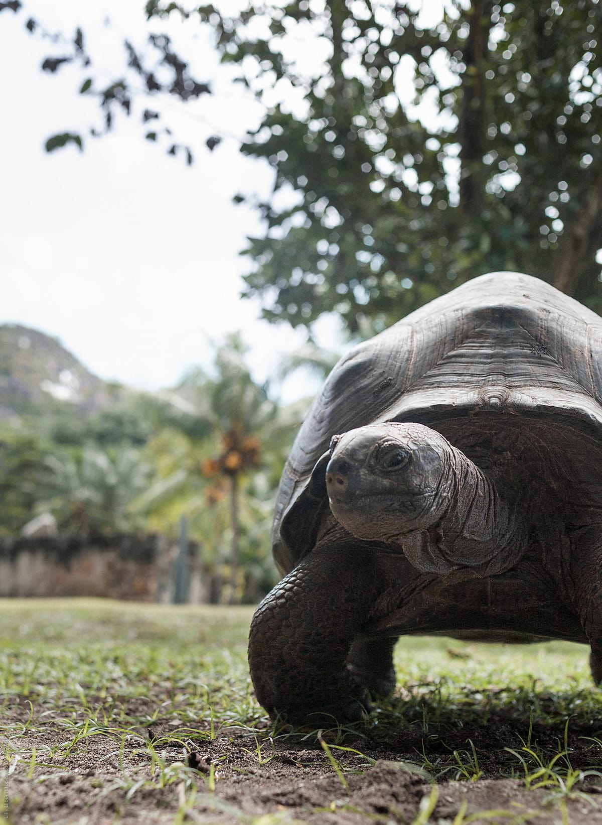 Eychelles giant tortoise