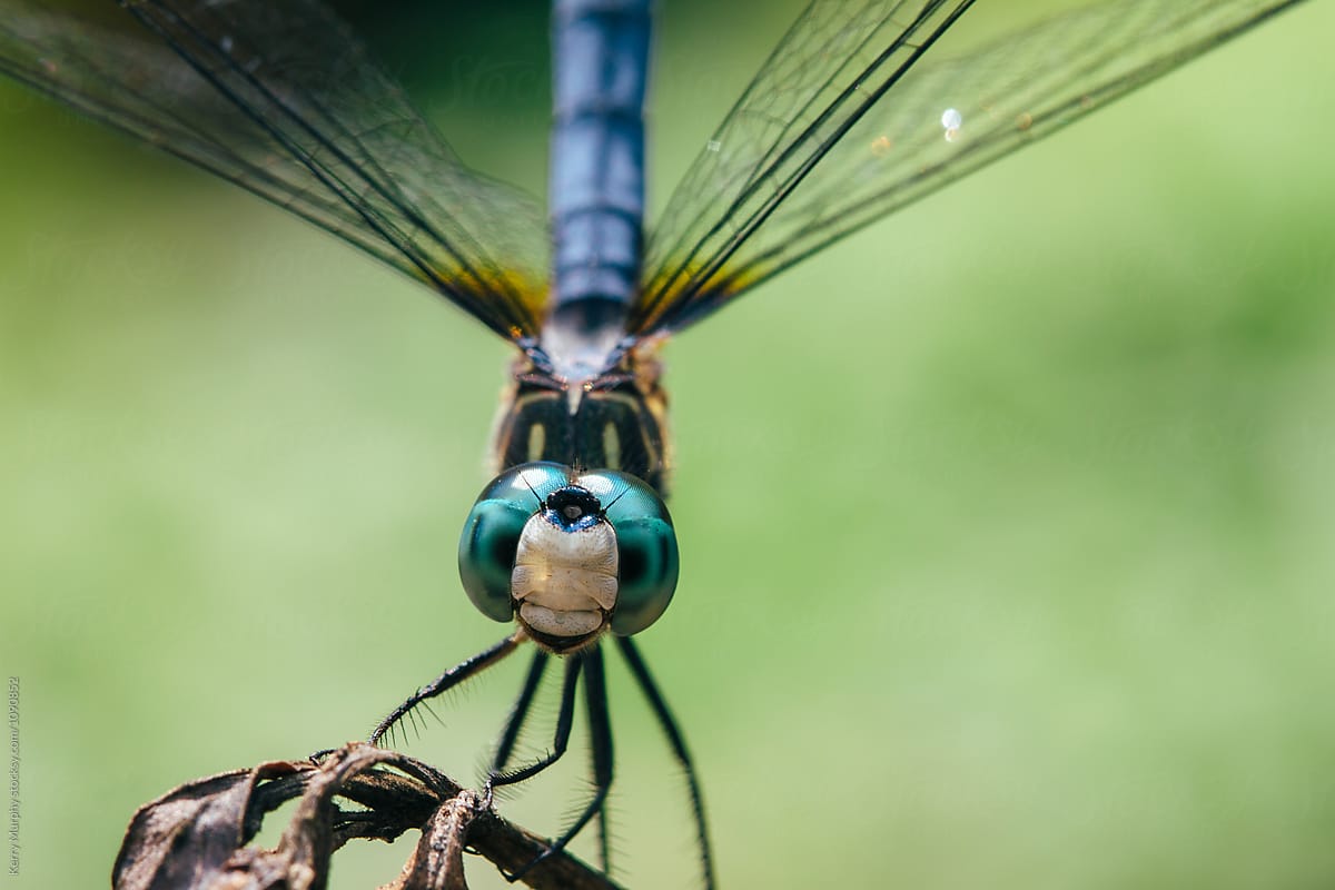Blue skimmer dragonfly on limb